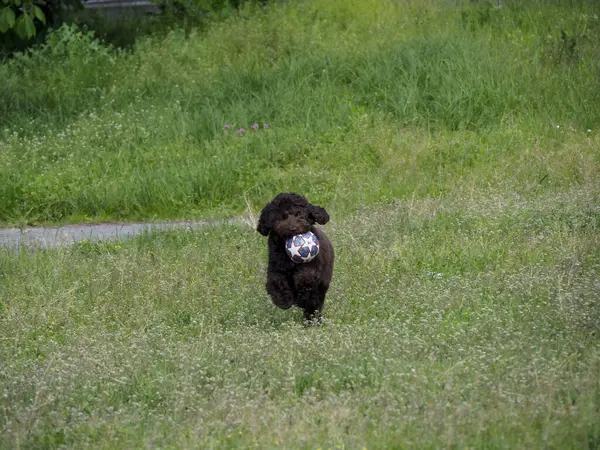 Parktaki yeşil çimlerin üzerinde koşan neşeli kahverengi kaniş yavrusu.