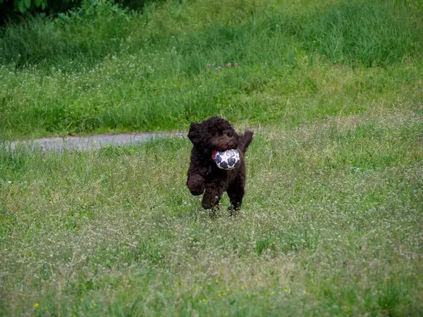 Sevimli kahverengi kaniş köpeği canlı yeşil çimlerin üzerinde tetikte bekliyor.