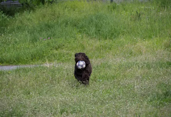 Küçük kahverengi köpek yavrusu yeşil çimlerde yürüyordu. Beyaz top oyuncakları taşıyordu. Bağımsız açık hava keşfi davranışı sergiliyordu.