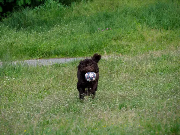 Kahverengi kaniş köpeği açık havada kendine güvenen yeşil çimlerin üzerinde gururla duruyor.