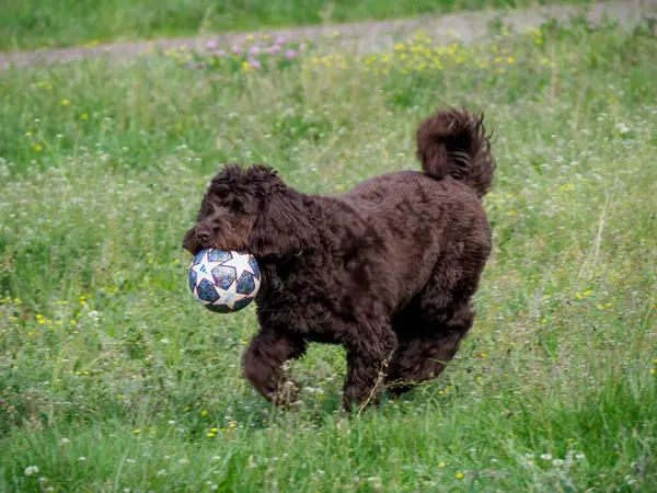 Kahverengi kaniş köpeği yeşil çimen tarlasında renkli topla oynuyor.