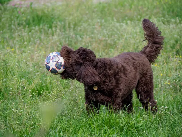 Yeşil çimenlerin arasında enerjik bir şekilde koşarken top taşıyan neşeli kahverengi kaniş.