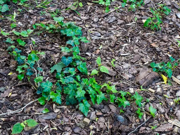 Taze yeşil bitki filizleri doğal ahşap kırıntıları arasında ortaya çıkıyor. Bu da sürdürülebilir bahçe ve bitki büyümesini gösteriyor.