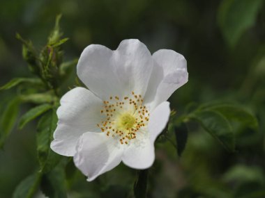 Saf beyaz gül çiçeği ve narin taç yaprakları açık havada çiçek açıyor.