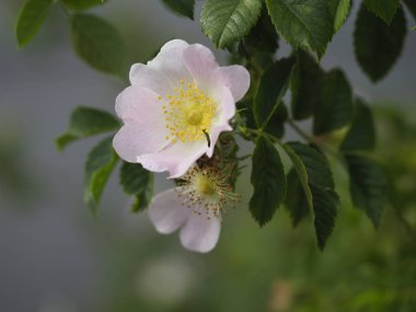 Taze yeşil yapraklarla çevrili belirgin altın pullarıyla soluk pembe gül çiçeğinin yakın görüntüsü