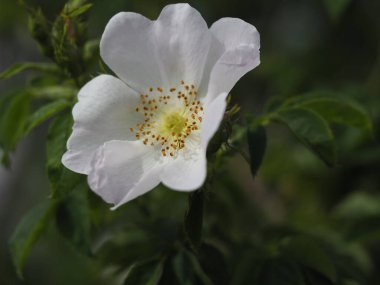 Altın merkezli tek bir yaban gülü çiçek doğal bahçe güzelliği sergiliyor.