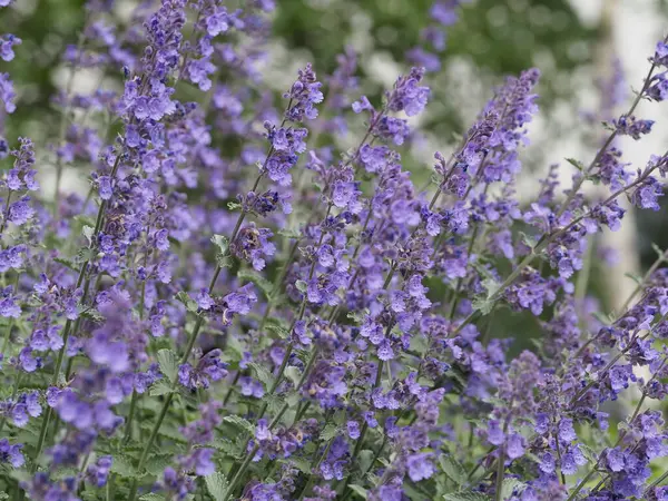 Yoğun mor naneli çiçek tarlaları. Doğal bahçe ortamında birden fazla çiçek açan sivri uçlu.