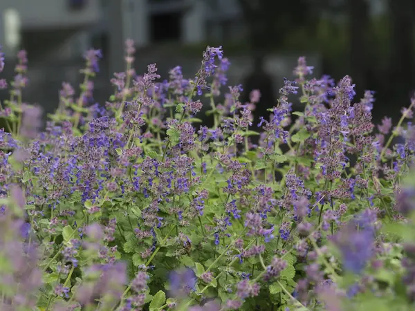 Canlı mor nepeta kır çiçekleri yumuşak doğal ışıkla yaz melteminde hafifçe sallanıyor.