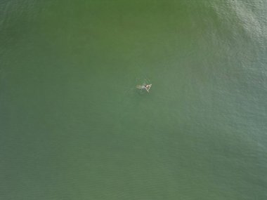 İki ördek, altın saat boyunca mükemmel bir uyum içinde el değmemiş yeşil göl yüzeyinde süzülüyor.