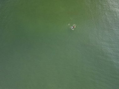 Tek ördek, huzurlu göl ortamında zümrüt yeşili suda yüzerken hafif dalgalar yaratır.