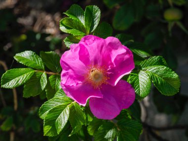 Dişli yeşil yapraklı pembe gül çiçeğinin yakın plan görüntüsü ve doğal ışıklandırma.