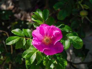 Doğal bahçe ortamında yemyeşil yaprakların arasında açan yabani pembe gül çiçeği.