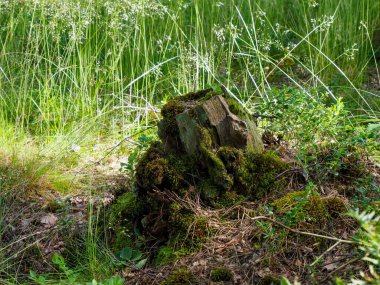 Yosun, bereketli yaz mevsiminde doğal ormanlardaki yabani otlarla çevrili düşen kütükleri kaplamıştı.