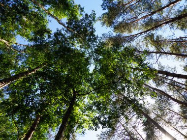 Yükselen orman ağaçlarının mavi gökyüzüne doğru uzanan yeşil gölgelik manzarası.