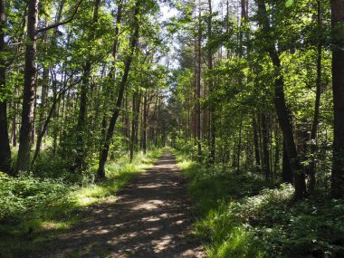 Uzun ağaçlarla kaplı orman yolu sık yeşil yaz ormanlarında doğal tünel oluşturuyor.