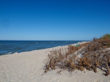 Sahil kum tepeleri, temiz mavi gökyüzünün altında kurumuş bitki örtüsüyle el değmemiş kumsalda.