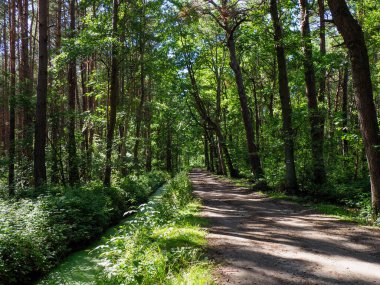 Yapraklı tepe örtüsünün arasından süzülen benekli güneş ışığıyla yaz boyunca ormanlık alana uzanan huzurlu orman patikası.