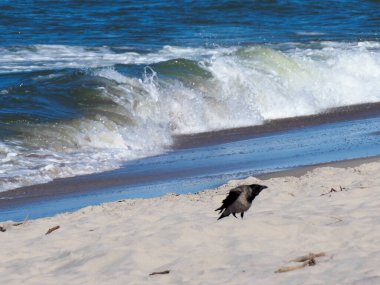 Okyanus dalgaları ve beyaz köpükle kumlu sahilde yürüyen siyah karga.