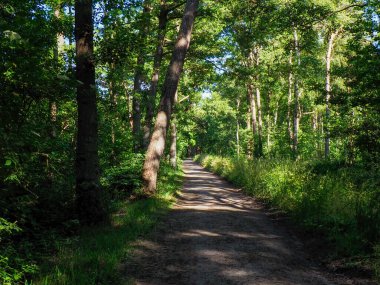 Dar orman yolu, ağaçların arasından süzülen benekli güneş ışığıyla sık yeşil ormanlık alandan geçiyor.