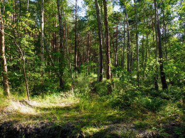 Güneşli orman, kumlu yollarla temizleniyor. Yaz ormanlarında uzun çam ağaçları ve yaprak döken ağaçlar arasında uzaklaşıyor.