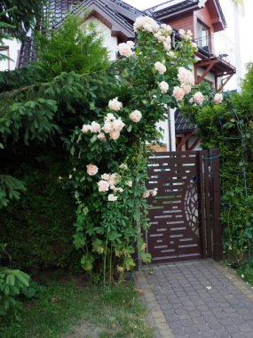 Çiçek açan beyaz çiçekler bahçe çitlerinin üzerinden dökülüyor yeşil yerleşim yerlerinde doğal çiçek kemeri oluşturuyorlar.