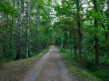 Her iki tarafında uzun ağaçlar olan sık yeşil ormanlık alanda uzanan dar orman toprak yolu.