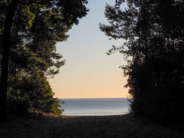 Karanlık orman siluetleri arasından gün batımı görüntüsü... Baltık Denizi sularını çerçeveliyor... altın ışık yansıması ile...