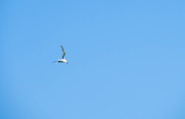 Tek bir martı açık havada mükemmel uçuş dinamikleri gösteren açık mavi gökyüzüne özgürce süzülüyor.