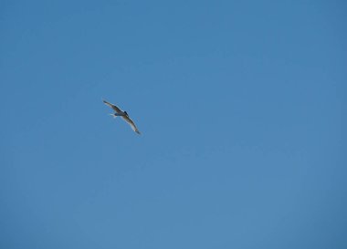 Yalnız martı, Baltık Denizi kıyısında el değmemiş mavi yaz gökyüzünde zarafetle süzülüyor.