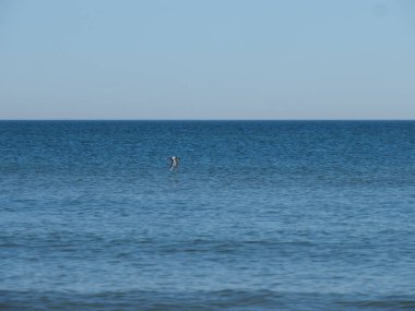 Parlak yaz gökyüzü altında sonsuz okyanus ufkunun üzerinde uçan uzak deniz kuşları.