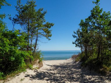 Çam ağaçlarının arasından güzel Baltık Denizi kıyılarına giden manzaralı orman yolu.