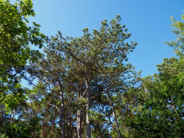 Yoğun yeşil orman örtüsü parlak yaz güneşinin altında doğal bir tavan oluşturuyor.