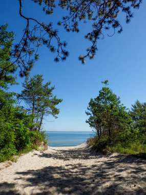 Sahil çam ormanlarından el değmemiş sahil hedefine doğru giden dar kumlu patika.