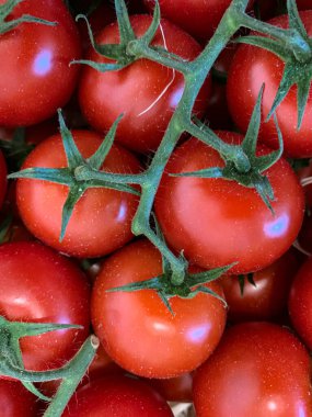 Tomato in fresh green branch. High quality photo.