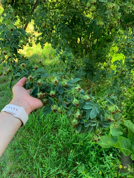 Wild rosehip on a bush. Wild rosehip grows on a large bush. High quality photo.