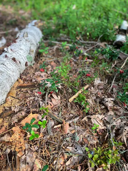 Bir kütük orman zemininde karasal bitki ve çalıların arasında uzanıyor. Orman manzarasında doğal bir zemin kapağı görevi görüyor. Toprakla harmanlanmış ve genel manzarayı güzelleştiriyor.
