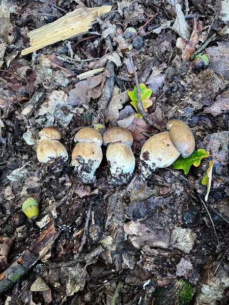 stock image A fungus group, mushrooms, is emerging from the soil, adding to the natural landscape of the wood with its terrestrial plant growth