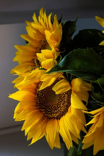 Yeşil yapraklı, canlı, sarı bir ayçiçeğinin yakın çekimi. Bu yıllık bitki yazın sembolüdür ve her etkinliğe ya da mutfağa renk katar.