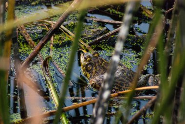 Uçurumdan akan üç güzel şelale.