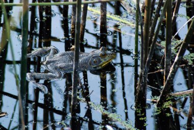 Uçurumdan akan üç güzel şelale.
