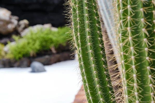 Primer Plano Del Cactus Tubo Órgano Stenocereus Thurberi —  Fotos de Stock