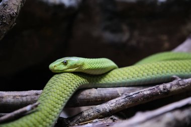 Doğu Yeşil Mamba, Dendroaspis angusticeps, dal üzerinde yatıyor