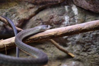 Kara mamba, Dendroaspis polilepsi, tutsak zehirli yılan.