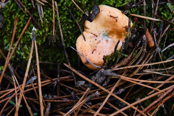 Milk cap mushroom Lactarius deliciosus isolated in the forest ground