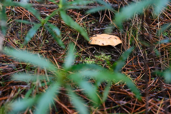 Mikoloji: Yemek pişirmede yenebilir mantarlar kullanılır. Niscalo laktarius deliciosus sonbaharda toplanmaya hazır..