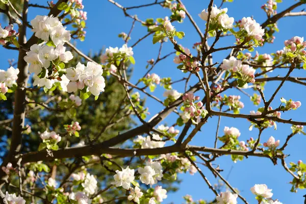 Ağaçtaki badem çiçeklerinin yakın çekimi, bulanık arkaplan