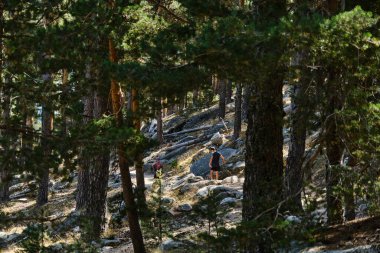 Bir anne ve oğlu arasında samimi bir an. Ormanda ağaçlarla kaplı bir yolda yürürken birbirlerine eşlik ederek ve doğa tarafından sunulan huzurun tadını çıkarırlar..