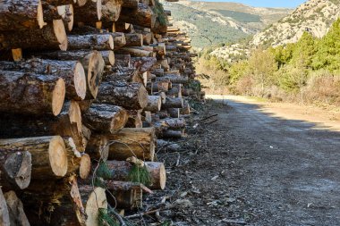 Ormana yeni kesilmiş çam kütükleri yığılmış..