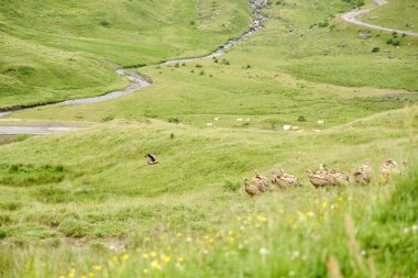 Griffon akbabaları, bir grup akbaba yerde toplanıyor. Gyps fulvus