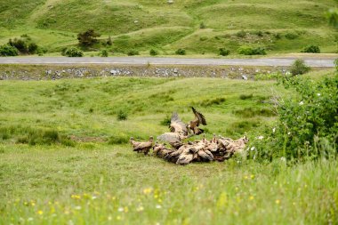 Griffon akbabaları Gyps fulvus, yerde yemek yiyen bir grup akbaba..